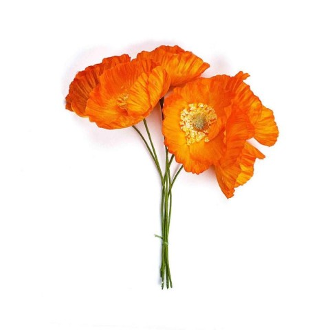 PAPAVERO ARANCIONE D7 H16